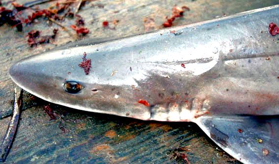 Mustelus punctulatus_07.jpg